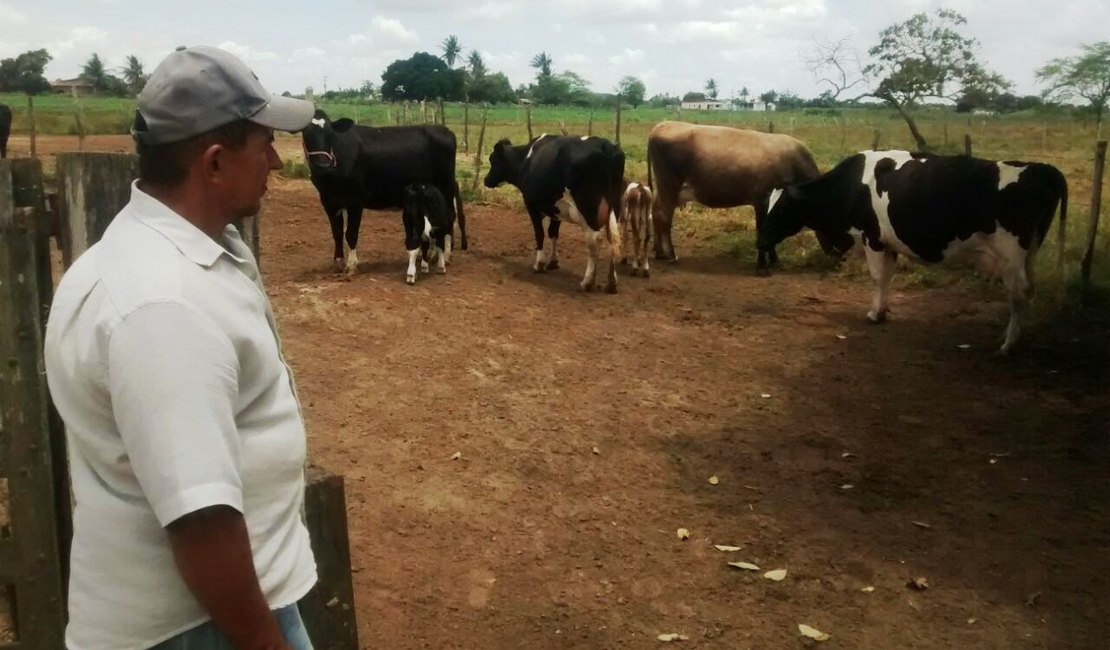 Programa de inseminação artificial aumenta produção leiteira em Arapiraca
