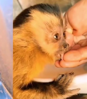 Macaquinho se assusta no meio da estrada e se esconde em roda de caminhonete