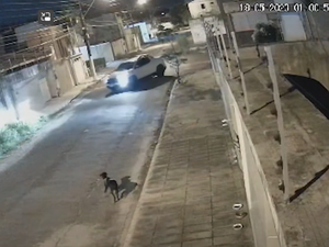 Câmera de segurança flagra motorista tentando atropelar cachorro
