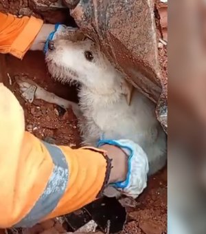 Cão 'Pumba' é resgatado com vida de escombros em Juiz de Fora (MG)