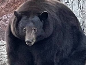 Urso de mais de 200 kg é procurado nos EUA após atacar dezenas de casas