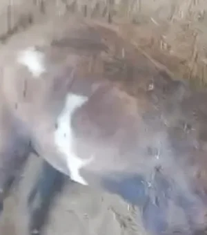 'Chupa-Cabra' volta a atacar e mata seis ovelhas na zona rural de Craíbas
