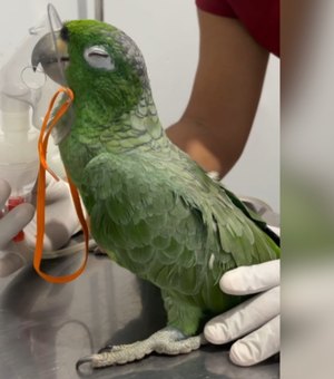 Maritaca recebe nebulização durante atendimento veterinário e encanta internautas com reação
