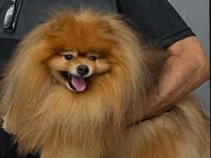 Tutores de cachorro fazem apelo para localizar animal desaparecido em Maceió