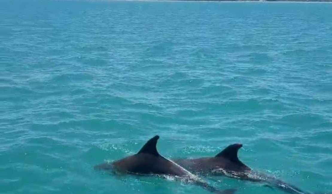 Golfinhos encantam turistas durante passeio às piscinas naturais de Maragogi
