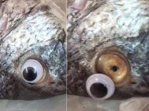 Vendedor põe olho falso em peixe para deixar produto 'mais fresco'