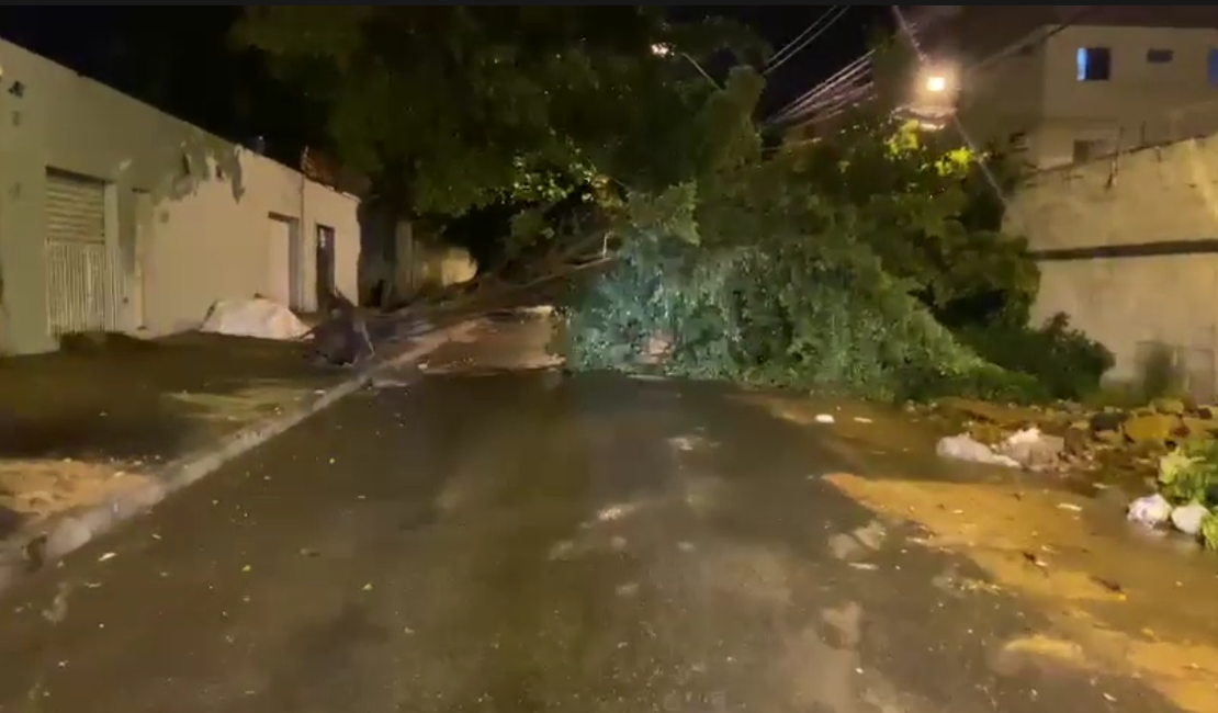 [Vídeo] Chuva forte derruba árvores e atrapalha trânsito no Jacintinho