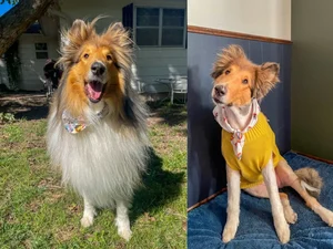 Cachorro paralisado por doença incurável comove a web em vídeo fofo