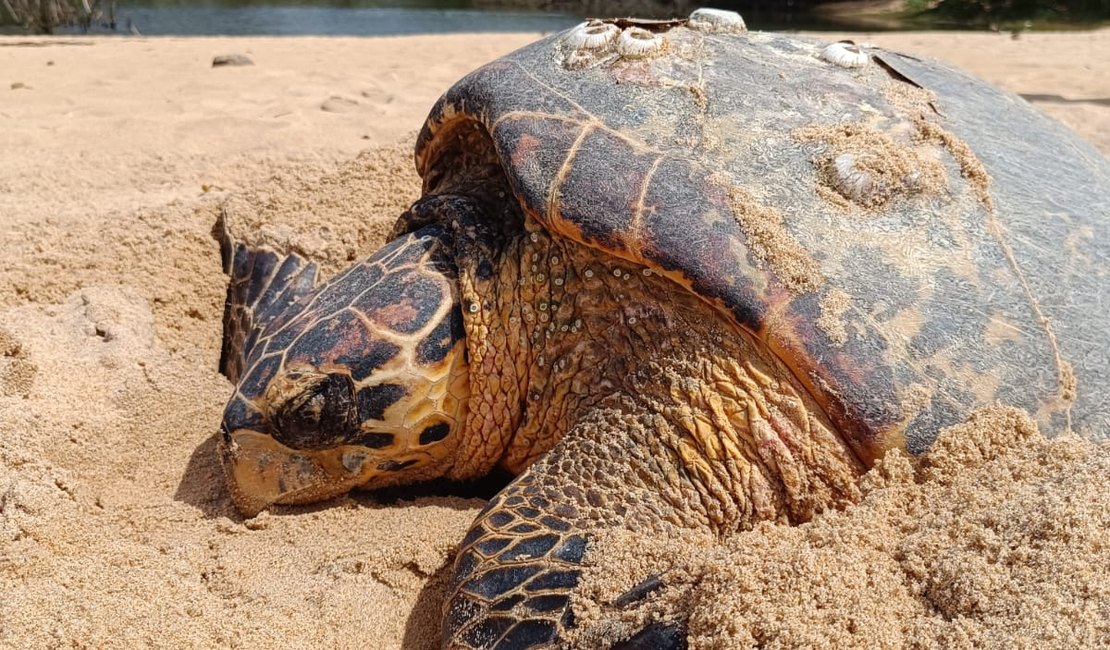 Tartaruga desova na Praia de Jacarecica