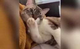 [Vídeo] Gato reage a fofoca sobre PET da vizinha como quem tem culpa no cartório