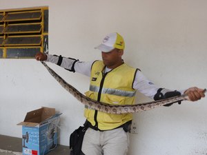 Ronda no Bairro resgata jiboia em Cruz das Almas