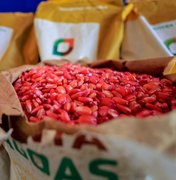 Planta Alagoas distribui 400 toneladas de sementes de milho em 2025