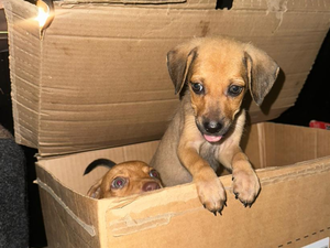 Polícia Civil investiga abandono de filhotes de cachorros no bairro da Serraria