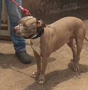 Câmara aprova uso obrigatório de focinheira para cães de grande porte em Maceió