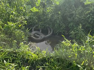 Prefeitura de Igaci denuncia empresa por descarte irregular de dejetos na Lagoa do Félix