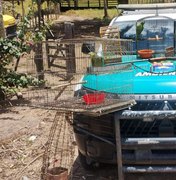 Batalhão Ambiental apreende arma de fogo e resgata animais silvestres em Limoeiro de Anadia