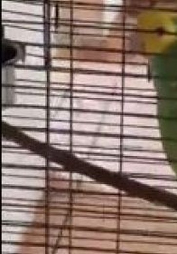 VÍDEO: Papagaio faz Testemunhas de Jeová esperarem por 30 minutos gritando 'já vou'