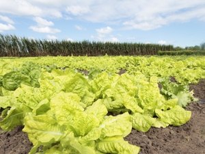 PAA Estadual tem orçamento de R$ 15 mi para compra de produtos da agricultura familiar