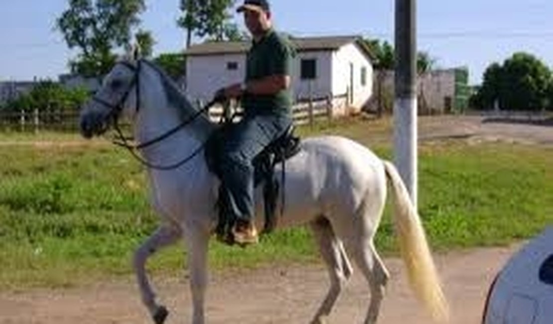 Arapiraca vai sediar primeira exposição do cavalo Mangalarga Marchador