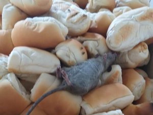 Animal morto é encontrado em alimento para reeducandos em Maceió