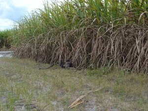 Corpo em decomposição é encontrado na zona rural de Campo Alegre