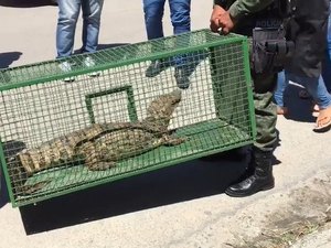 [Vídeo] Jacaré é encontrado em praça na Gruta de Lourdes