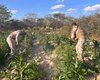 Operação integrada apreende mais de 25 mil pés de maconha em Canapi