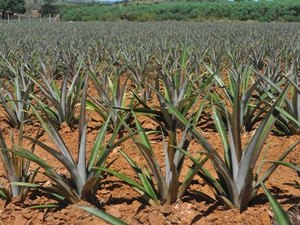 APL Fruticultura no Agreste ganha primeira unidade demonstrativa