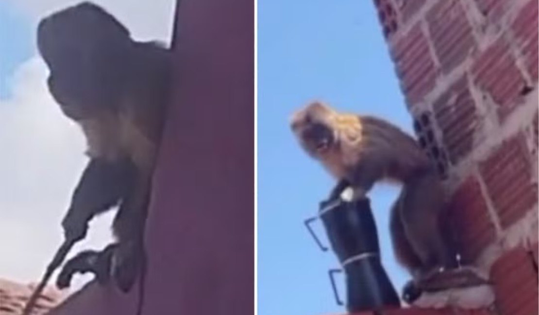 Macaco-prego que furtou cafeteira é flagrado com faca e acaba capturado no RN
