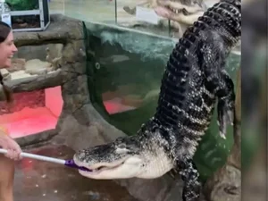 Jacaré faminto se empolga, salta de tanque e surpreende tratadora