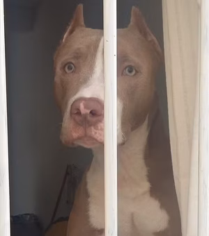 Governo de SC restringe circulação de pitbulls e impõe castração de animais da raça;