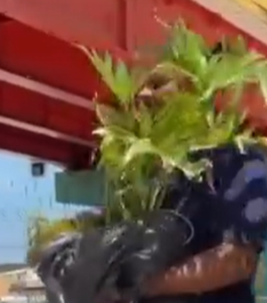 Mulher é flagrada furtando planta ornamental do Renasce Salgadinho