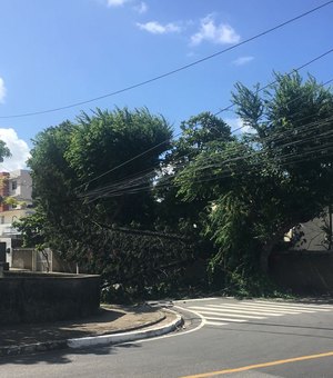 Árvore cai e interdita rua na Pitanguinha