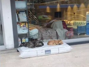 Comerciante doa colchão para cachorros dormirem em frente à sua loja