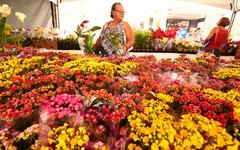 Mais de 150 espécies de flores e plantas ornamentais serão comercializadas