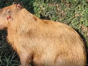 Grupo que agrediu capivara na Ilha do Governador-RJ é denunciado pelo MP