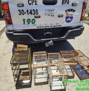 Polícia Militar resgata mais de 100 aves silvestres em operação no litoral Sul