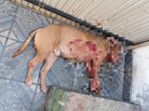 Homem morre após ser atacado pelo próprio cachorro no RJ