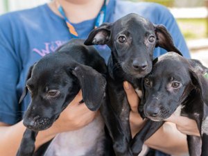 Vira-latas lideram ranking de pets mais populares em Alagoas e no Brasil, revela PetCenso