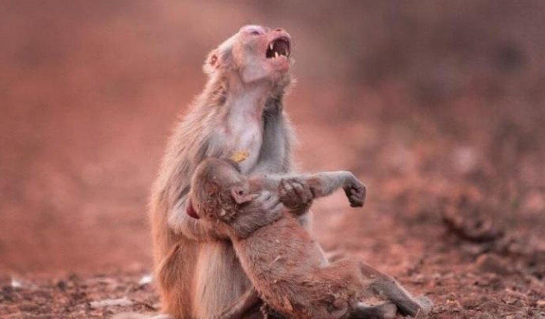 Veja macaca 'chorando' ao socorrer filhote inconsciente em foto