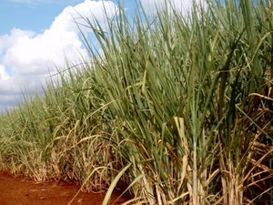 Zona canavieira tem novembro mais seco dos últimos cinco anos