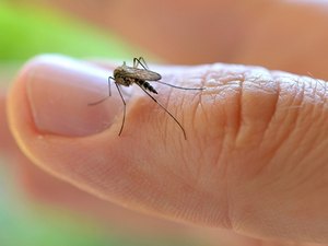 Fiocruz identifica mosquito comum com potencial de transmissão do vírus Zika