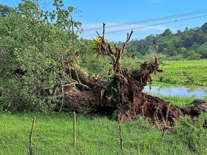 Árvore cai sobre rede elétrica e paralisa captação de água do Pratagy