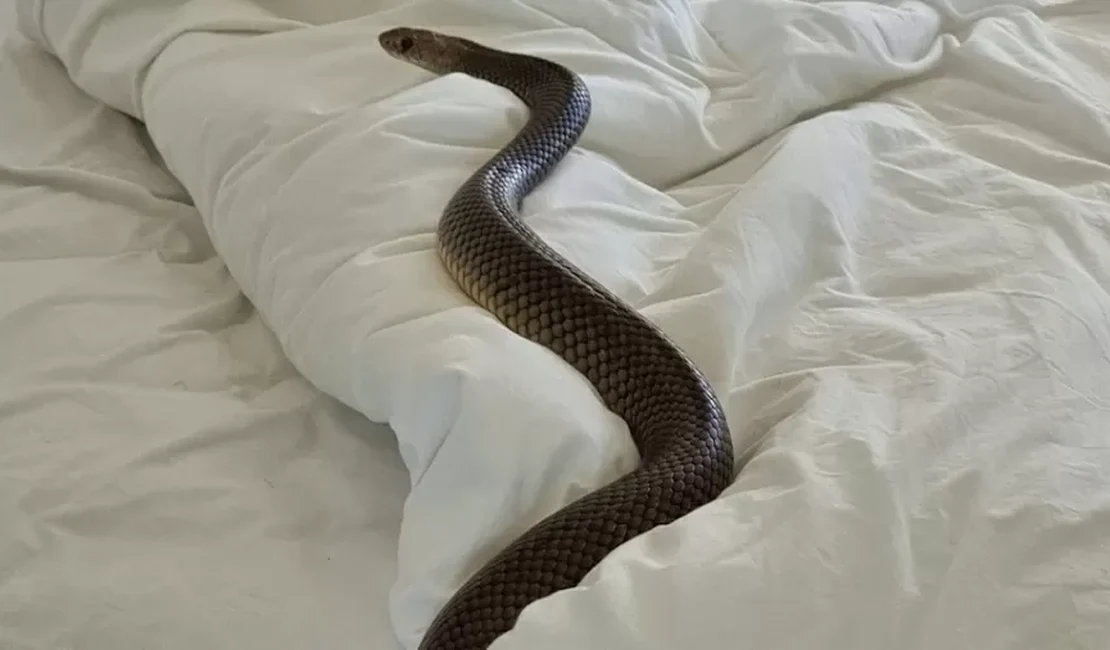 Australiana encontra cobra venenosa de 1,80m em cama