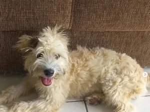 Mulher compra sofá usado, encontra cachorra dentro dele ao chegar em casa e animal ganha novo lar em SC