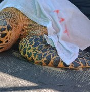 Tartaruga é resgatada com traumatismo na mandíbula na Praia de Ipioca