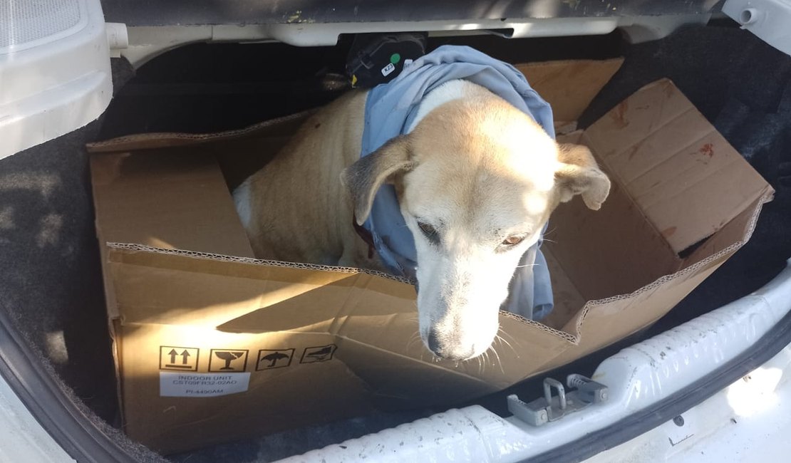 Polícia Civil investiga crime de maus-tratos contra cão que foi esfaqueado em Viçosa