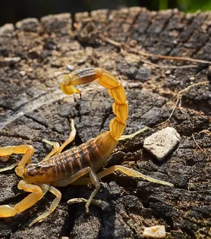 Criança de 6 anos morre após ser picada por um escorpião