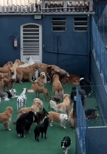 Mulher olha pela janela e encontra 'paraíso' com vários cachorros no vizinho