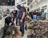 Operação Desmanche: 3ª fase foca na revenda de peças de motos e carros roubados